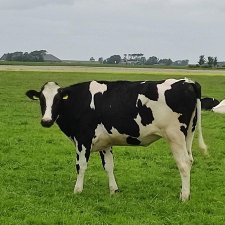 In Het Mooie Friesland Vele Bezienswaardigheden Hantum Εξωτερικό φωτογραφία
