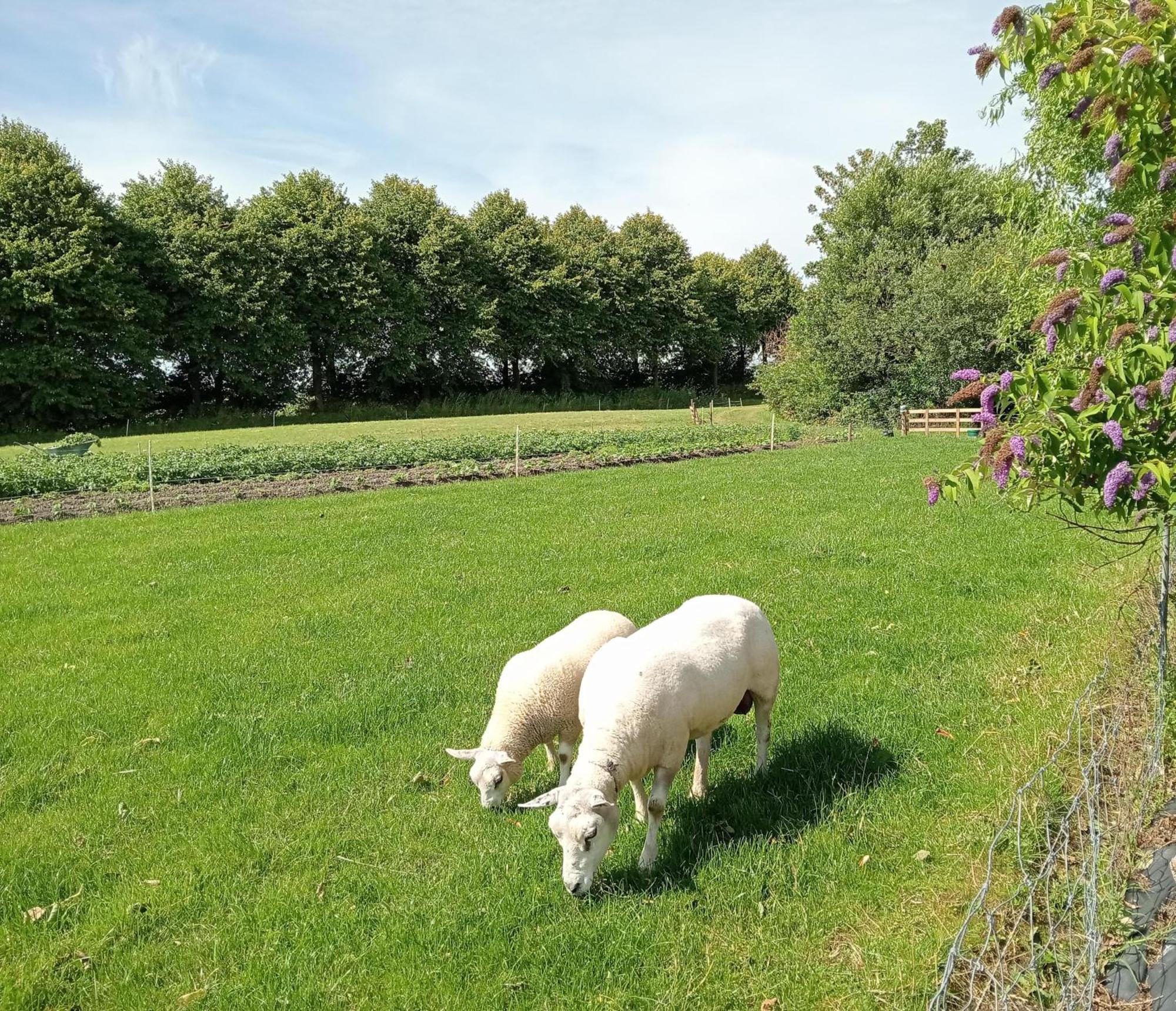In Het Mooie Friesland Vele Bezienswaardigheden Hantum Εξωτερικό φωτογραφία